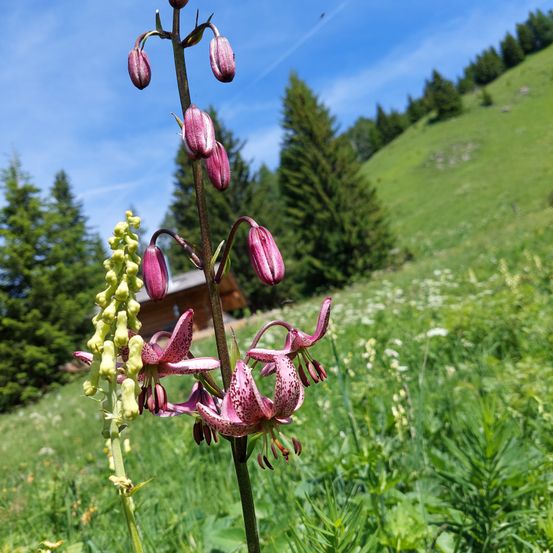 Eine hohe, rosa Blume mit Flecken wächst in einem Grasfeld mit grünen Bäumen und einem Haus im Hintergrund.