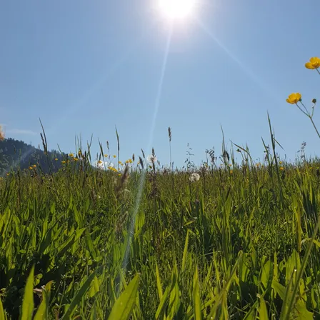 Natur pur