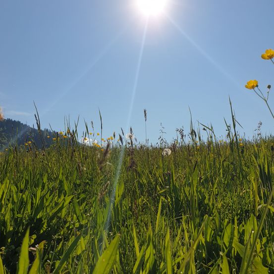 Bild enthält, Field, Grassland, Nature, Outdoors, Meadow, Grass, Flare, Sunlight, Sky, Summer