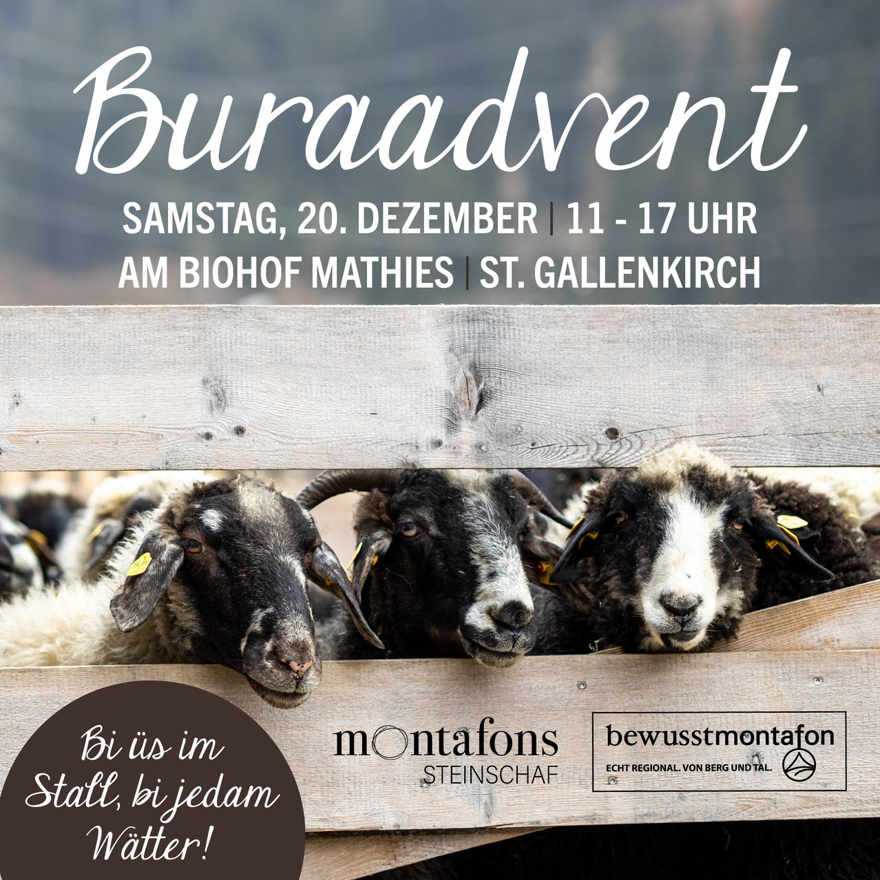 Werbeposter für Buraadvent-Veranstaltung am 20. Dezember, 11-17 Uhr, auf dem Biohof Mathies in St. Gallenkirch. Mit Schafen, die über einen Holzzaun schauen.