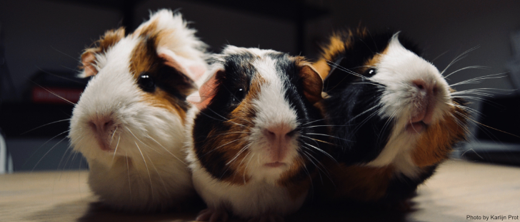 Bild enthält, Animal, Mammal, Rodent, Rat