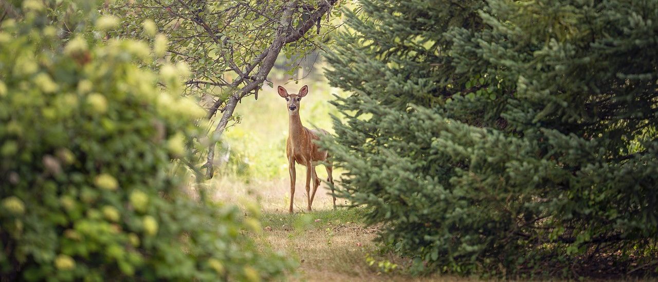 Bild enthält, Deer, Wildlife, Vegetation, Tree, Land, Woodland, Grove, Jungle, Antelope, Grass