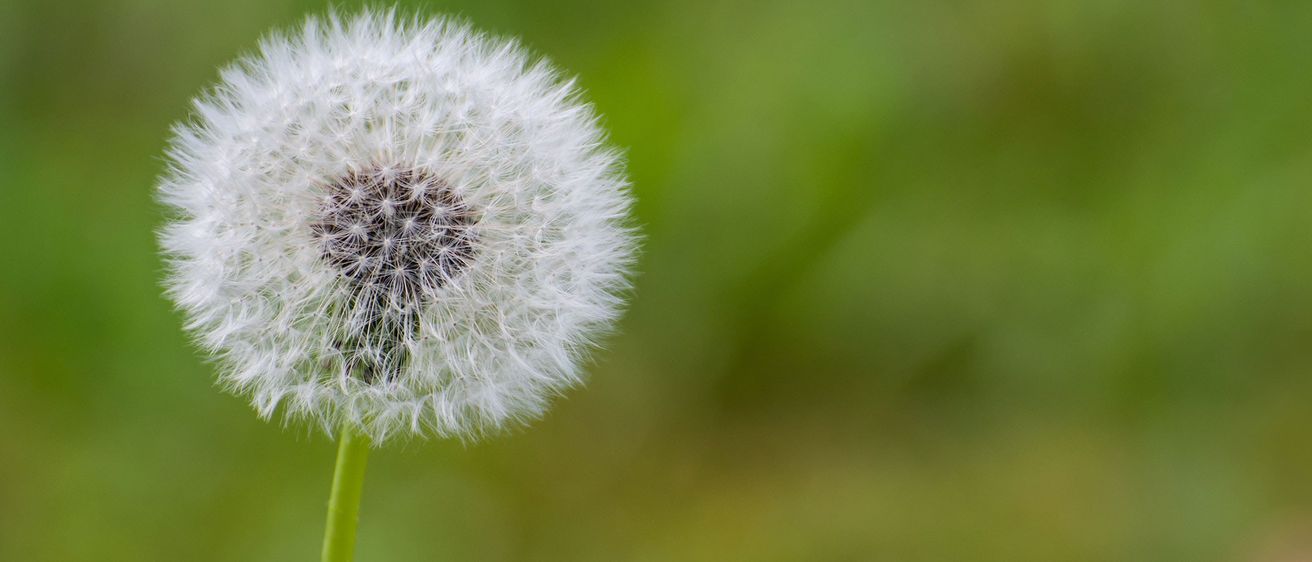 Eine Nahaufnahme eines Löwenzahns mit weißen Samen vor einem unscharfen grünen Hintergrund.