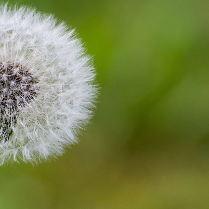 Eine Nahaufnahme eines Löwenzahns mit weißen Samen vor einem unscharfen grünen Hintergrund.