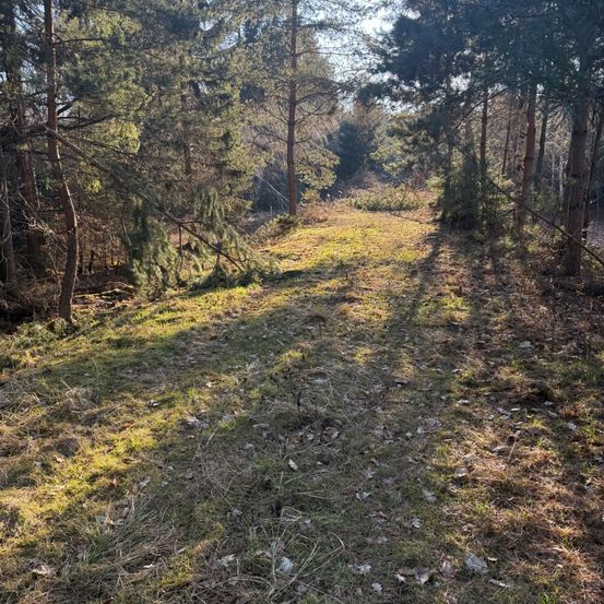 Ein Grasweg durch einen Wald mit grünem Gras, trockenen Blättern und hohen Bäumen mit dichtem Laub.