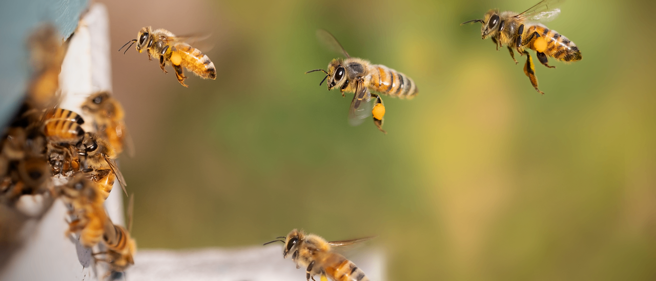 Mehrere Honigbienen schweben in der Luft, eine trägt Pollen an ihren Beinen. Die Bienen befinden sich vor einem unscharfen Hintergrund aus grünem Laub.