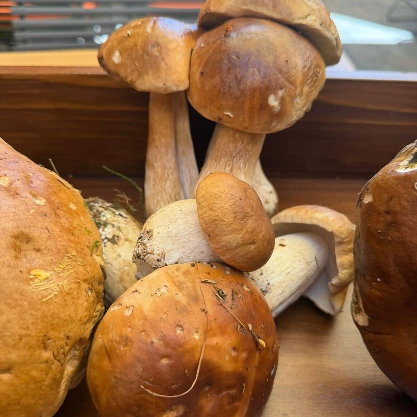A close-up of various brown mushrooms with different sizes and textures, placed on a wooden surface.