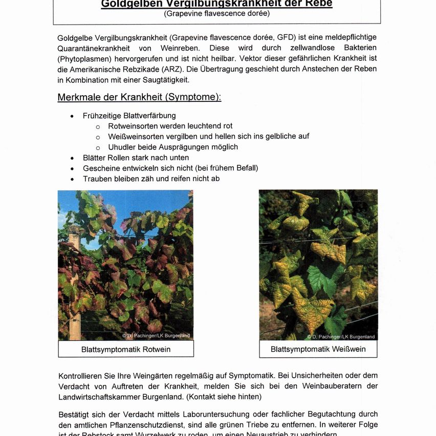An image shows a chart on grapevine yellows disease. It is a quarantine disease of grapevines caused by wall-less bacteria. Symptoms include early leaf discoloration and leaf rolling. No blossoms or berries develop. Vector is the American leafhopper. Control involves regular vineyard checks.