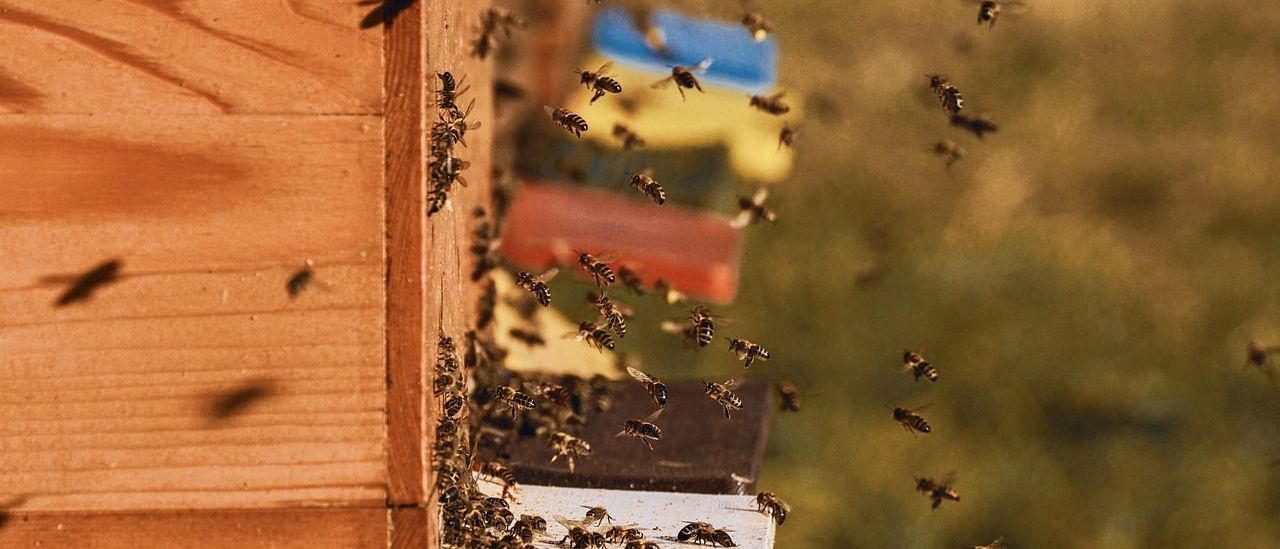 Bild enthält, Aircraft, Airplane, Transportation, Vehicle, Animal, Bee, Honey Bee, Insect, Invertebrate, Apiary