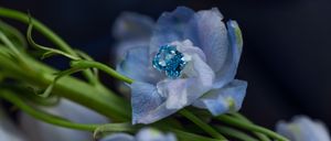 Bild enthält, Plant, Pollen, Flower, Geranium, Diamond, Anemone, Petal, Rose, Flower Arrangement, Flower Bouquet