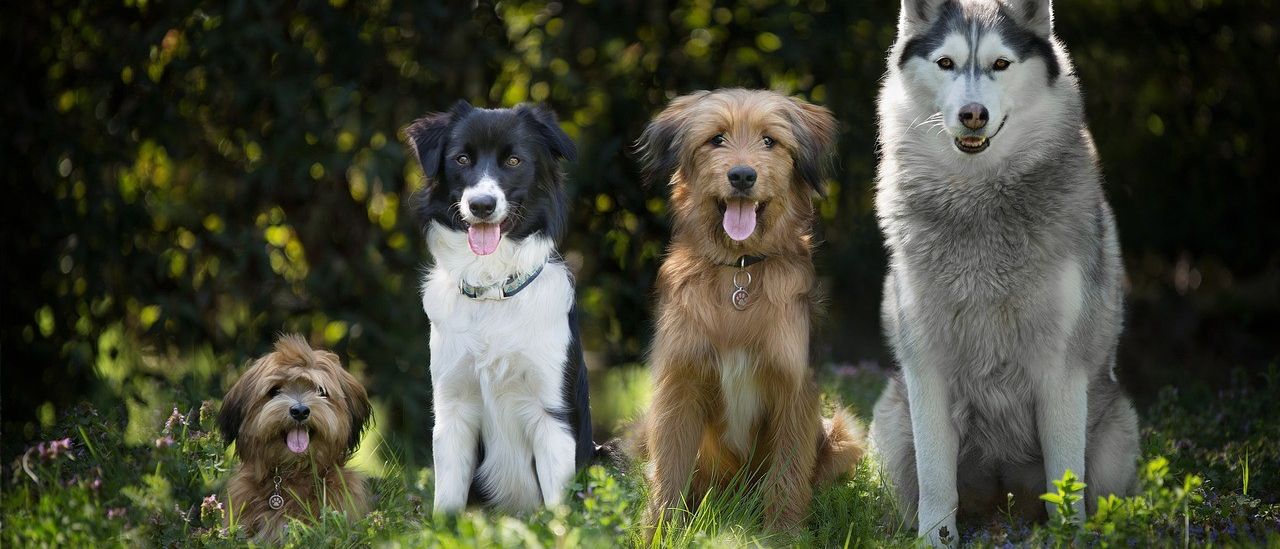 Fünf Hunde verschiedener Rassen sitzen auf dem Gras. Ein schwarz-weißer Collie, ein brauner Mischling, ein Husky und zwei kleine Hunde. Der Hintergrund ist verschwommen.