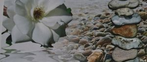 Ein ruhiges Bild einer weißen Blume in der Nähe eines ruhigen Ufers, mit Steinen und Kieselsteinen im Hintergrund ordentlich angeordnet.