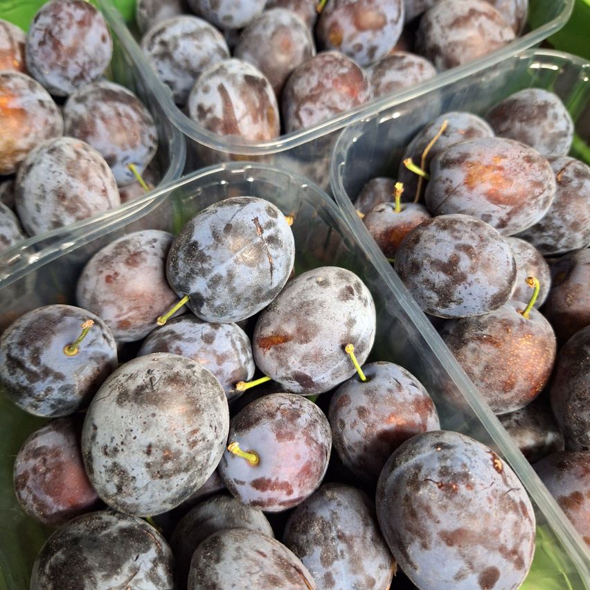 Several clear plastic containers filled with dark purple plums with visible stems. The plums vary in size and have some brown spots.