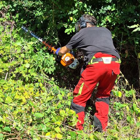 Eine Person in Schutzausrüstung verwendet einen Heckenschneider, um überwucherte Büsche in einem Wald zurückzuschneiden.