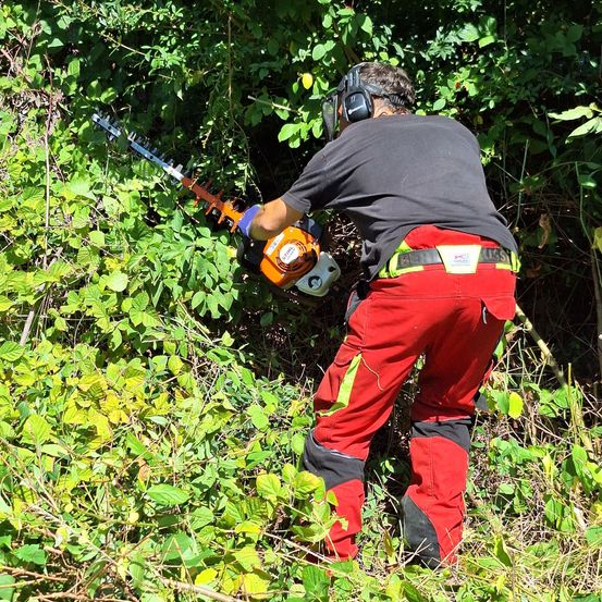 Eine Person in Schutzausrüstung verwendet einen Heckenschneider, um überwucherte Büsche in einem Wald zurückzuschneiden.