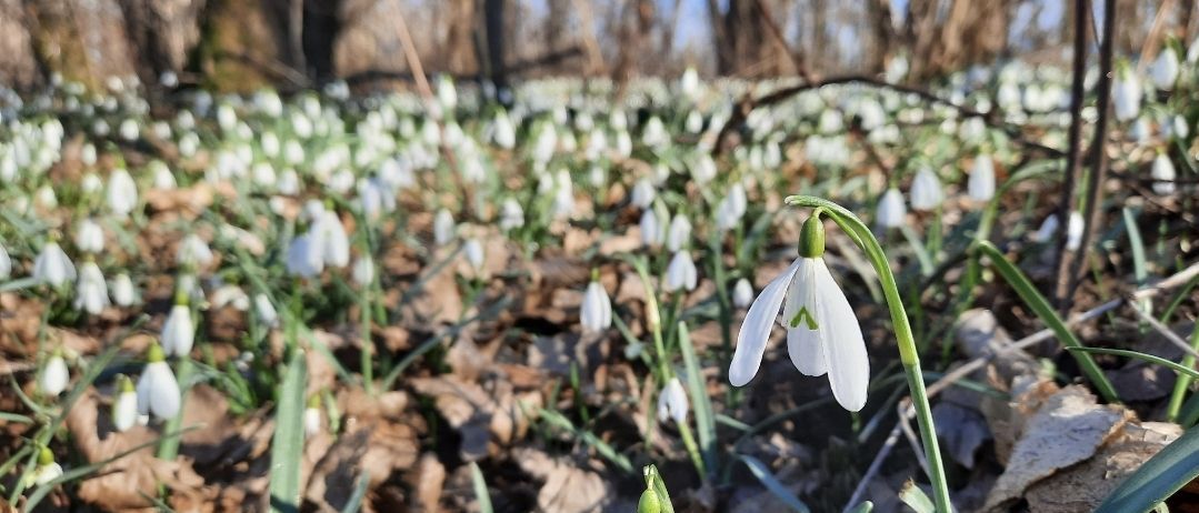 Bild enthält, Flower, Plant, Amaryllidaceae, Petal, Outdoors, Person