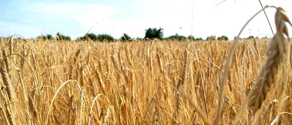Ein goldenes Weizenfeld erstreckt sich über eine weite Landschaft unter einem klaren blauen Himmel, mit Bäumen und einem Mast in der Ferne.