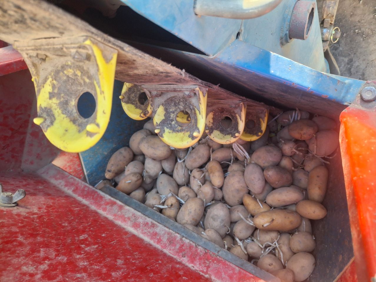 Eine Maschine erntet Kartoffeln, die in einem roten Behälter gesammelt werden. Die Kartoffeln werden von gelben Clips gehalten, die an der Maschine befestigt sind.