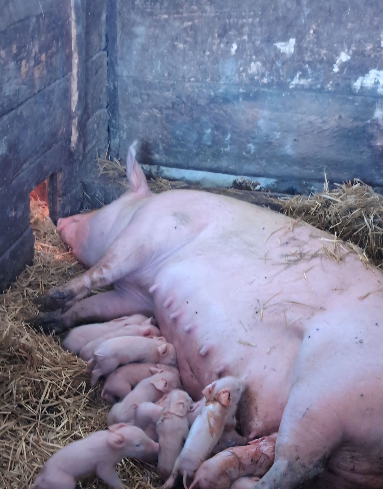 Eine Muttersau liegt auf Heu mit ihren Ferkeln in einem Stall. Die Ferkel sind um sie herum gedrängt, und die Umgebung ist rustikal.