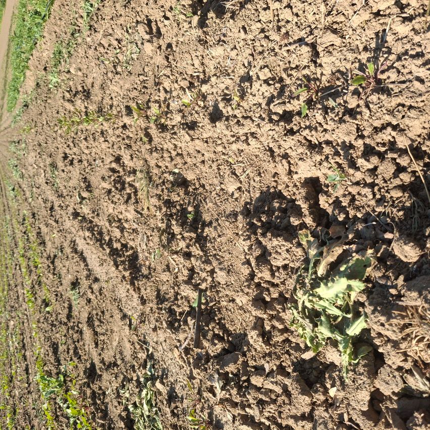 Ein Feld mit trockenem Boden und einigen Flecken grüner Vegetation. Der Boden erscheint rissig und verwittert.