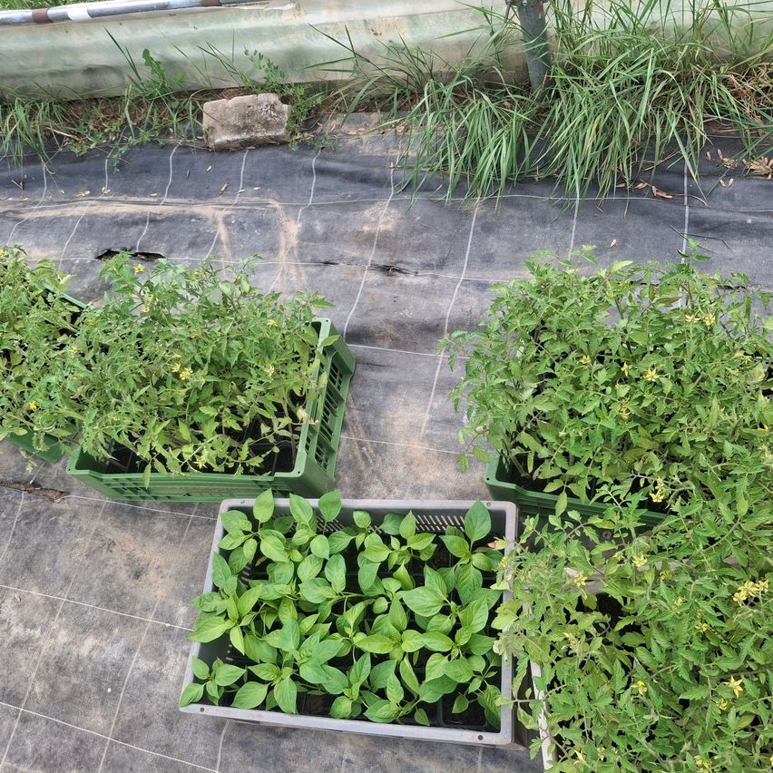 Ein Garten mit mehreren grünen Pflanzen in Kisten, auf einer schwarzen Plane platziert. Die Pflanzen sind jung und haben kleine gelbe Blüten.