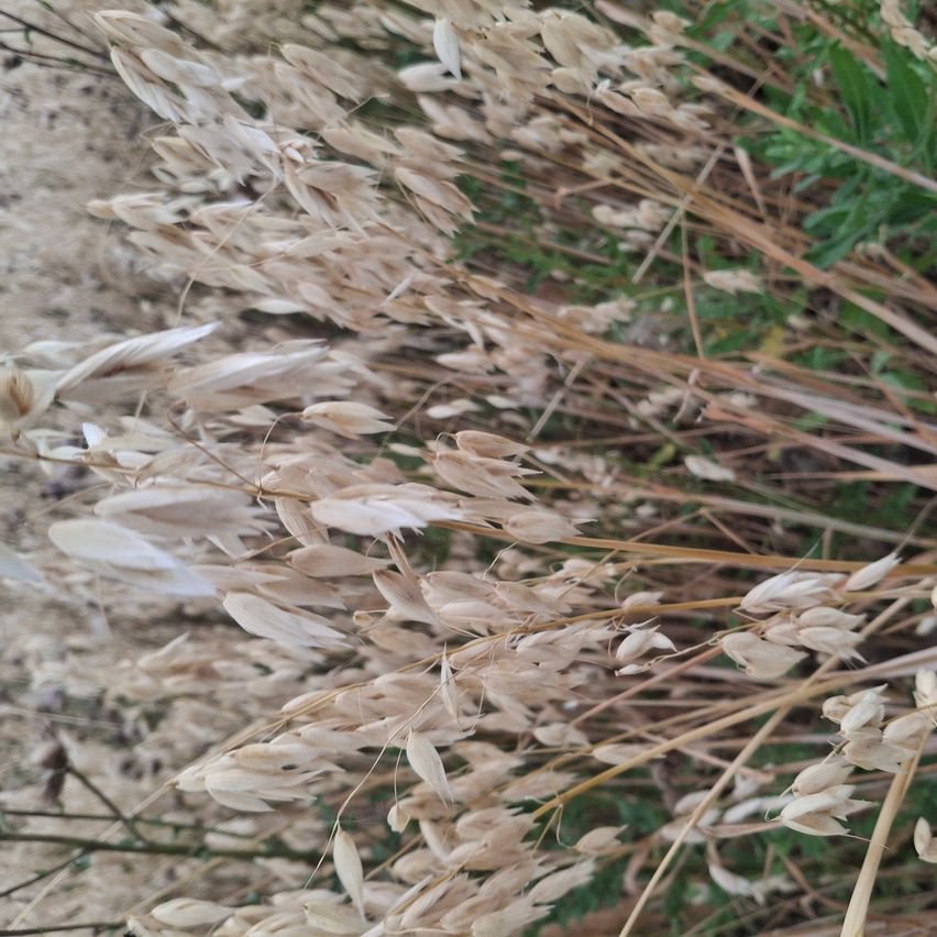 Eine Nahaufnahme von wildem Gras mit flauschigen Samenköpfen, von denen einige getrocknet und braun sind.