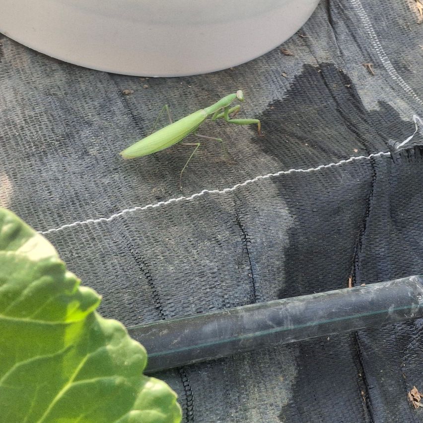 Eine grüne Gottesanbeterin sitzt auf einer grauen Stoffoberfläche, möglicherweise einem Gartenabdecktuch, in der Nähe eines großen grünen Blattes und eines schwarzen Rohres.