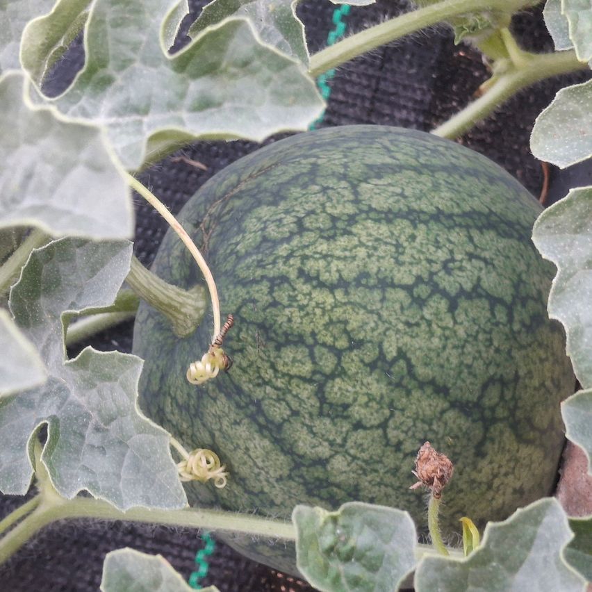 Eine Nahaufnahme eines Wassermelons mit grüner, strukturierter Schale und einem kleinen, gerollten Stiel. Die Wassermelone ist teilweise von umliegenden Blättern verdeckt.