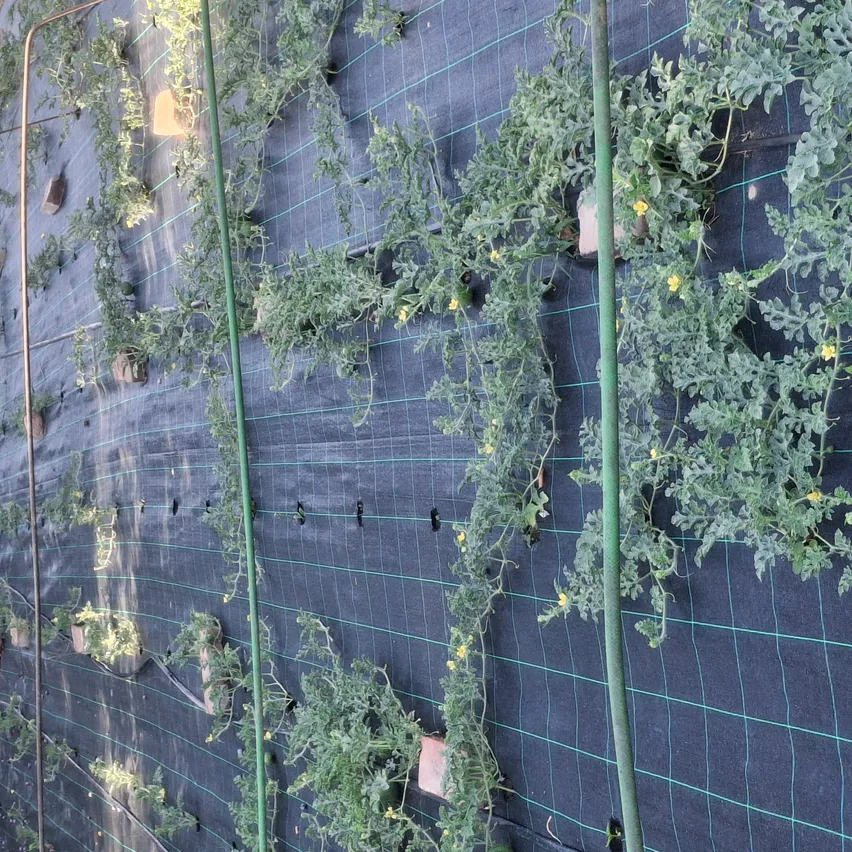 Ein vertikaler Garten mit grünen Pflanzen und gelben Blüten, die auf einem blauen Netz wachsen. Die Pflanzen werden von grünen Stangen gestützt.