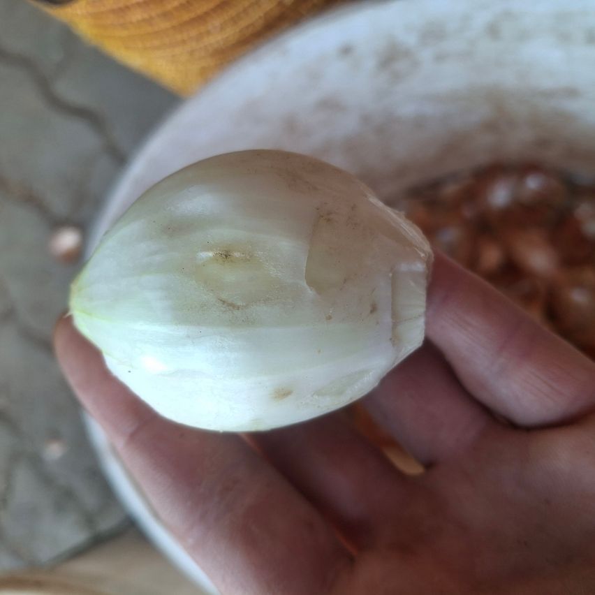 Eine Hand hält eine geschälte weiße Zwiebel mit einigen braunen Flecken auf ihrer Oberfläche. Im Hintergrund ist eine Schüssel mit gehackten Zwiebeln zu sehen.