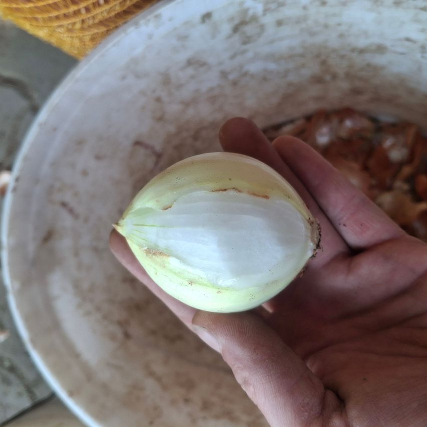 Eine Hand hält eine geschälte Zwiebel mit einem weißen Inneren und einer gelben Außenschicht, in einer schmutzigen weißen Schüssel.