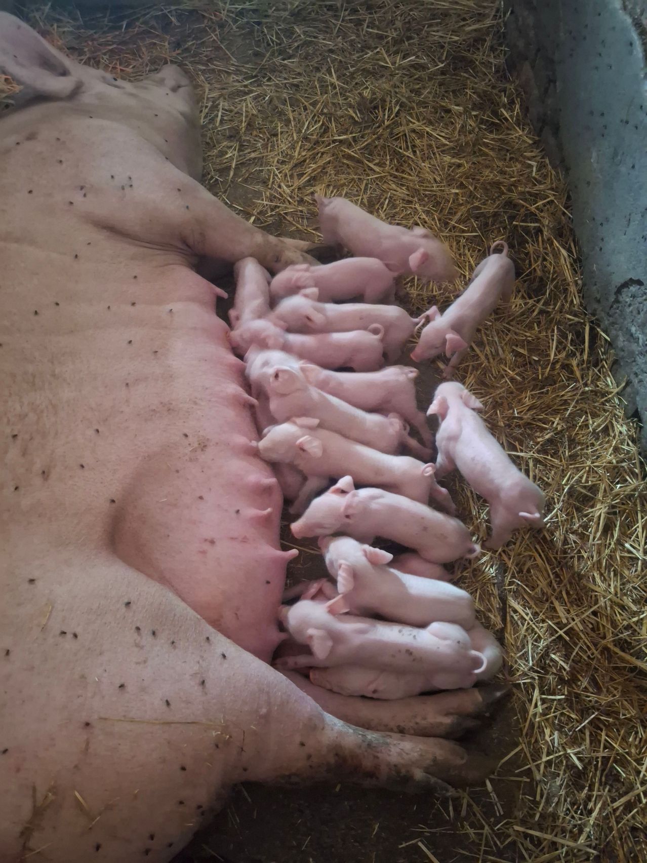 Eine Muttersau liegt auf Heu mit ihren Ferkeln, alle rosa und eng beieinander, einige saugen.