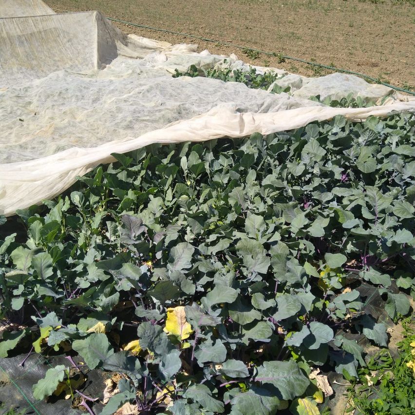 Ein Feld mit blattreichen grünen Pflanzen, wahrscheinlich Grünkohl, ist mit einem weißen Tuch bedeckt. Einige Blätter haben gelbe Flecken, und ein paar Stängel sind lila.