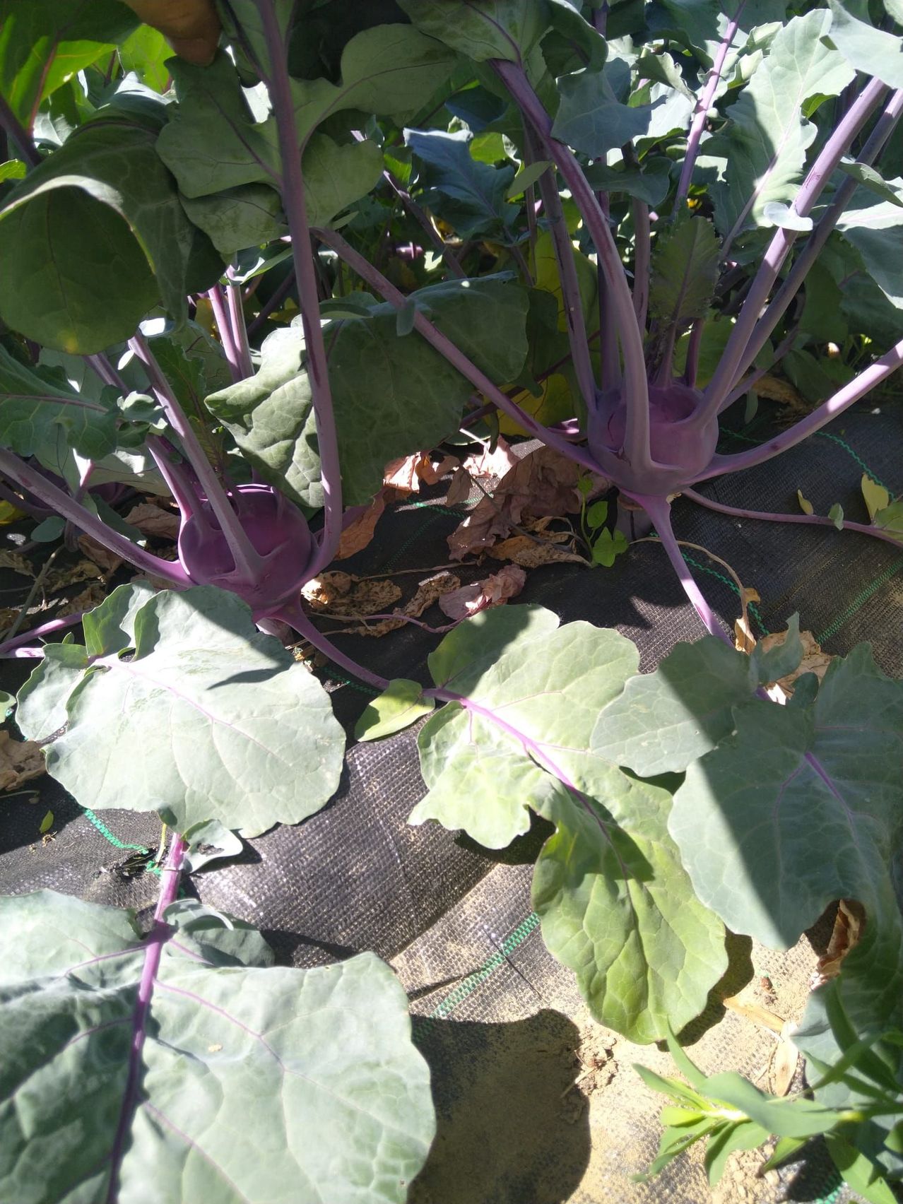 Ein Gartenbeet mit lila Kohlrabi-Pflanzen, leuchtend grünen Blättern und lila Stielen, die auf einem mit einem dunklen Tuch bedeckten Boden wachsen.