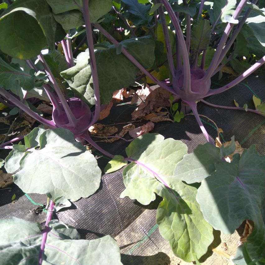 Ein Gartenbeet mit lila Kohlrabi-Pflanzen, leuchtend grünen Blättern und lila Stielen, die auf einem mit einem dunklen Tuch bedeckten Boden wachsen.
