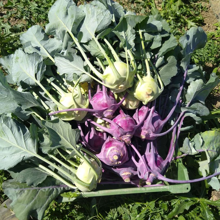 Ein Haufen frisch geernteter Kohlrabi mit grünen und lila Stielen liegt in einem Behälter auf einer gräsernen Oberfläche. Die Grüns sind üppig und gesund.