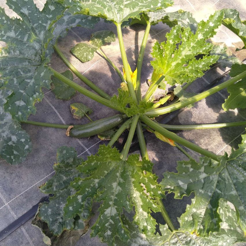 Eine Nahaufnahme einer Zucchini-Pflanze mit großen grünen Blättern und Stielen, die auf einem grauen Stoff wachsen. Die Blätter haben weiße Flecken, und es gibt kleine gelbe Blüten an der Basis der Stiele.