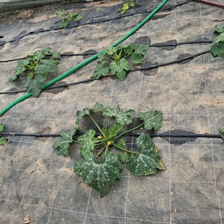 Ein Garten mit mehreren Kürbispflanzen auf einer gerasterten Oberfläche, bedeckt mit einem grauen Tuch. Grüne Schläuche sind mit den Pflanzen verbunden.