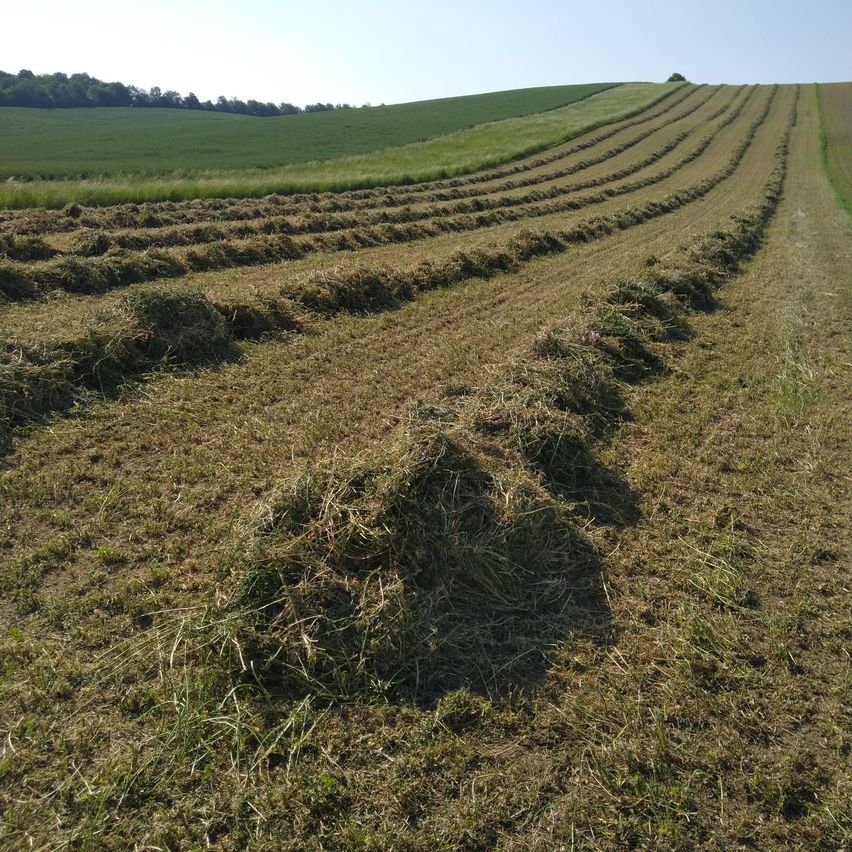 Ein weitläufiges Feld mit Reihen von Heuballen, umgeben von üppigen grünen Feldern und einem entfernten Baum. Der Himmel ist klar und blau.