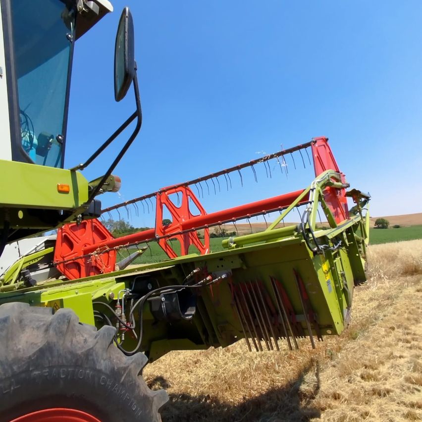 Ein grüner Mähdrescher erntet Ernten auf einem Feld. Die Maschine hat ein rotes Schneidwerk und zwei große Räder. Das Feld ist mit goldenen Ernten gefüllt.