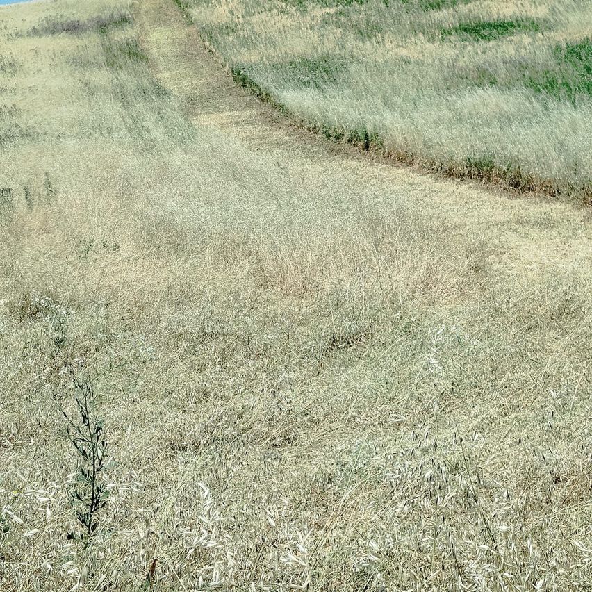 Ein grasiges Feld mit einem schmalen Pfad, der durch es führt. Das Gras ist hoch und golden, mit ein paar kleinen Pflanzen verstreut. Der Himmel ist klar und blau.