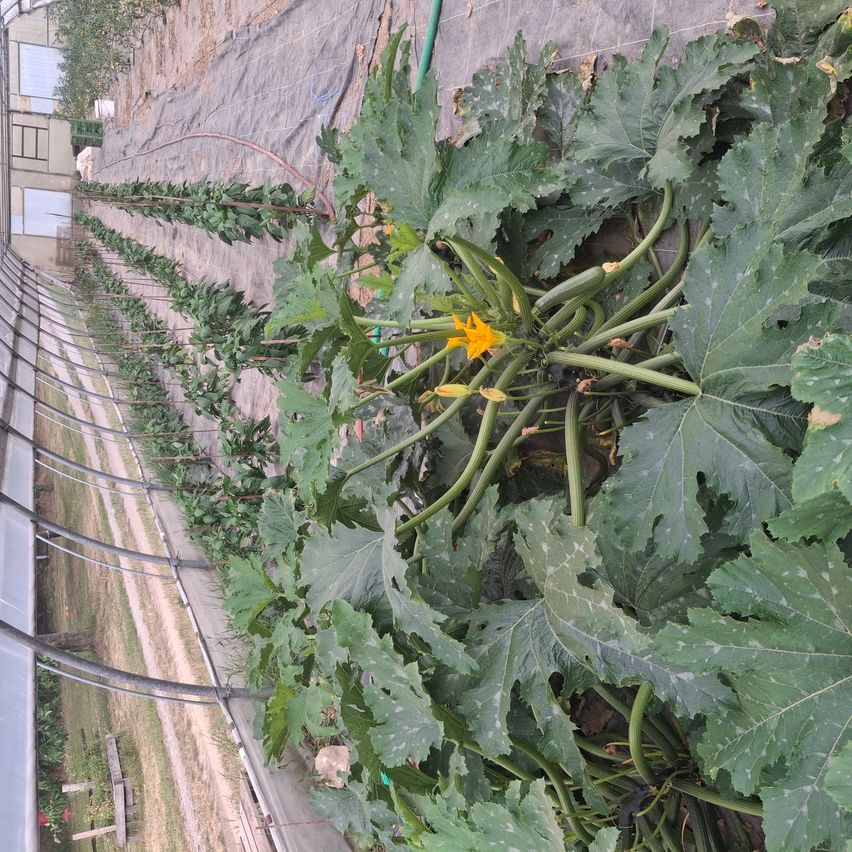 Eine Draufsicht auf einen Garten mit Reihen von Kürbispflanzen mit gelben Blüten.