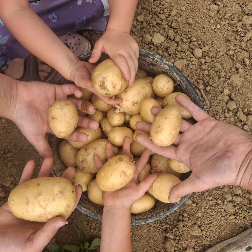 Eine Gruppe von Menschen, einschließlich Kinder, hält Kartoffeln in den Händen, wahrscheinlich in einem Garten. Die Kartoffeln sind in einer Schüssel auf dem Boden.