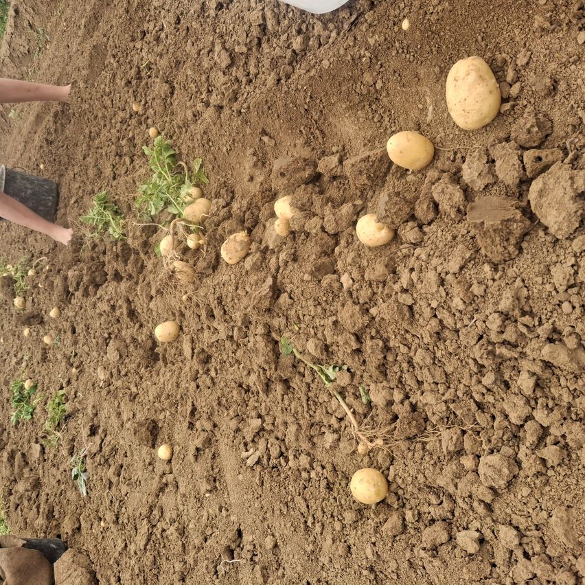 Ein Feld mit Kartoffelpflanzen, die aus der Erde wachsen, einige mit sichtbaren Knollen. Eine Person, teilweise im Bild, hält einen Eimer.