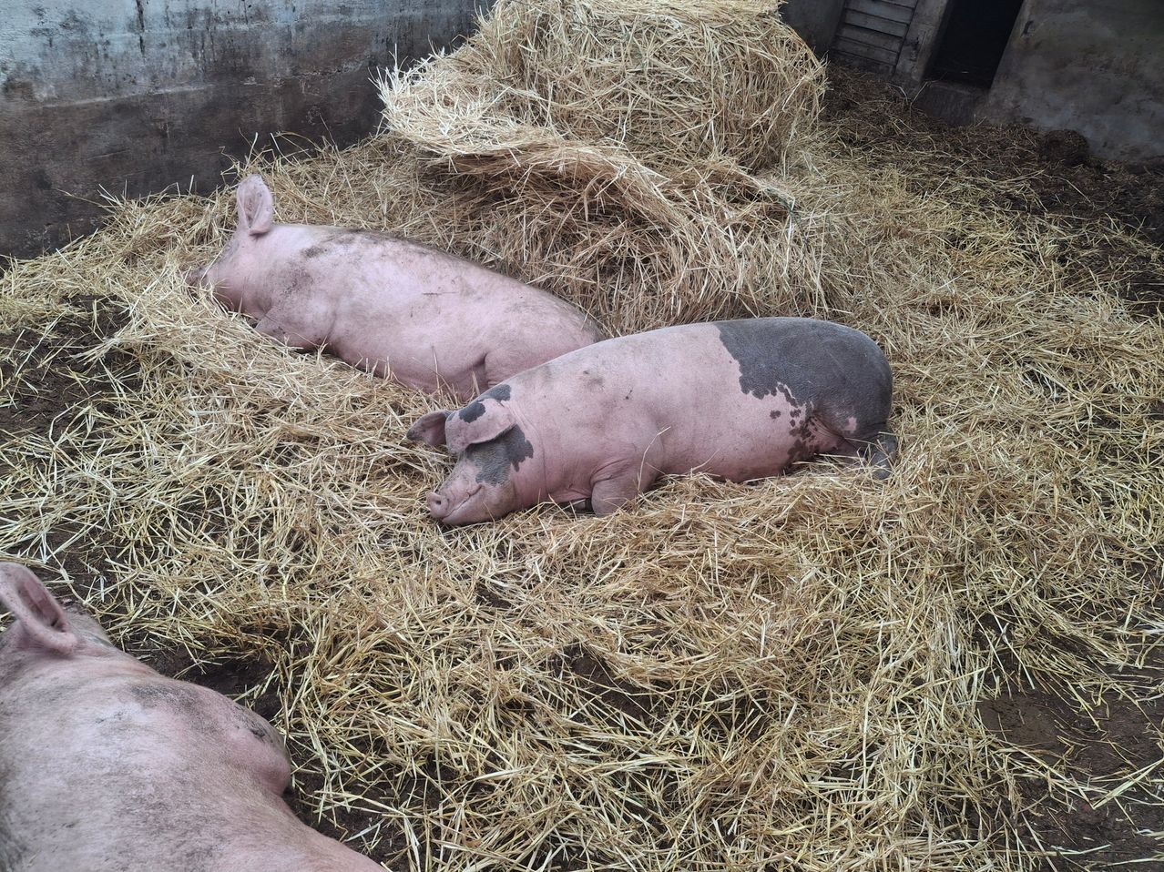 Zwei Schweine liegen auf einem Heuhaufen in einer Scheune. Ein Schwein hat einen schwarzen Fleck im Gesicht.