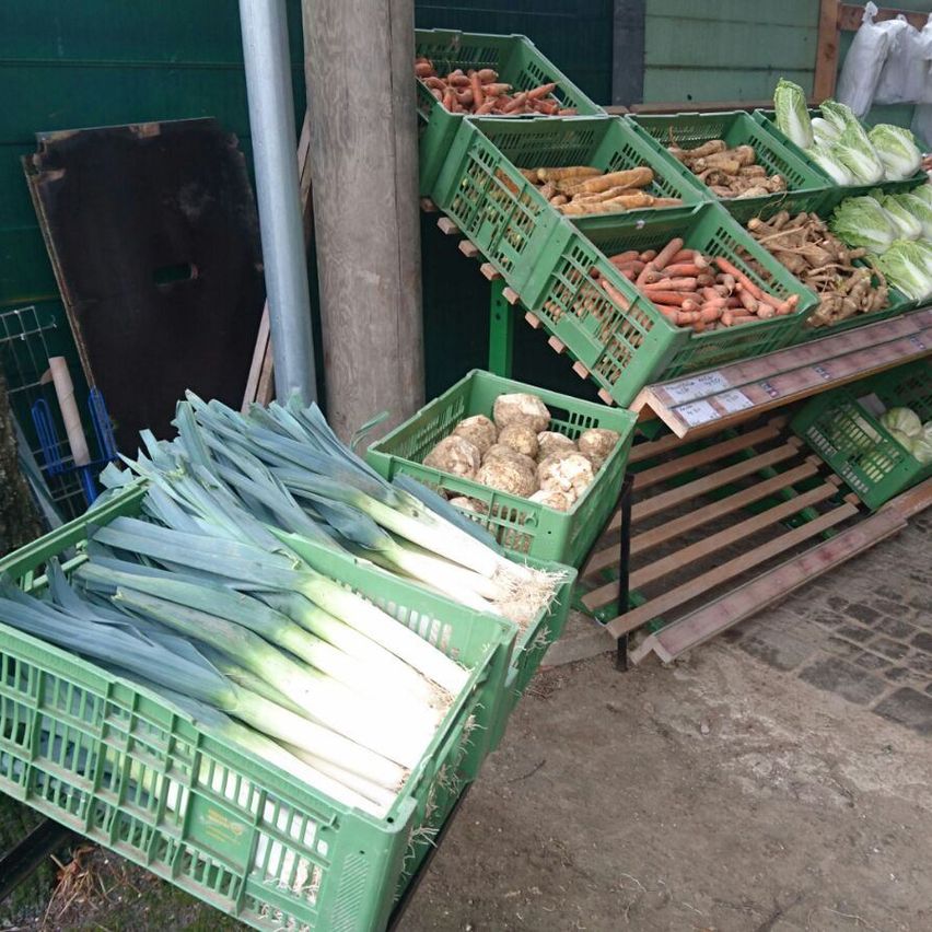 Mehrere grüne Kisten gefüllt mit Lauch, Kartoffeln, Karotten und Kohlen sind auf Holzregalen an einer grünen Wand gestapelt.