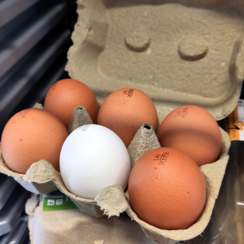 Ein weißes Ei sitzt in der Mitte eines geöffneten Eierkartons mit sechs braunen Eiern darum herum. Der Karton besteht aus Pappe und hat eine Plastikabdeckung.