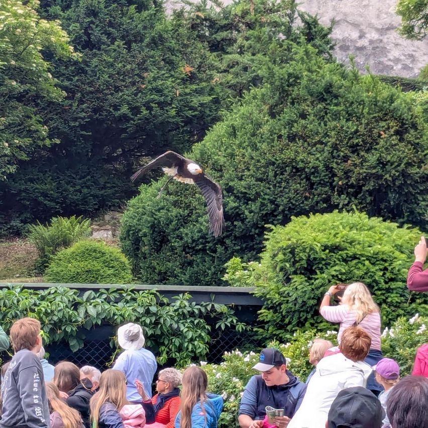 Eine Menschenmenge beobachtet einen amerikanischen Weißkopfseeadler, der über einen Park mit Sträuchern und Bäumen fliegt. Einige machen Fotos.