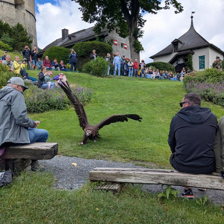 Eine Gruppe von Menschen beobachtet einen Raubvogel im Freien. Der Vogel befindet sich auf dem Rasen, während einige Menschen auf hölzernen Bänken sitzen. Einige stehen hinter den Bänken und beobachten den Vogel.