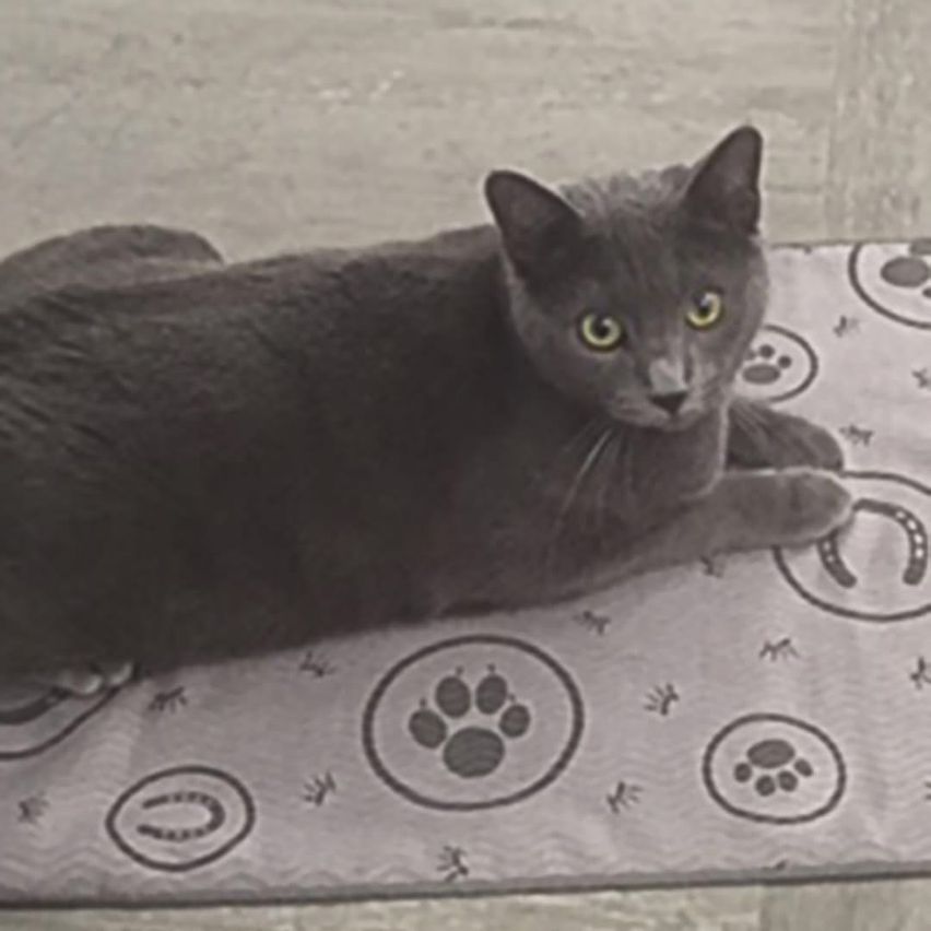 Eine graue Katze mit gelben Augen liegt auf einem Teppich mit Pfotenabdruck-Design. Die Katze schaut direkt in die Kamera.